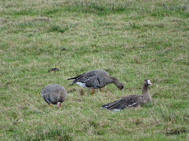 TA：部分牙买加国脚不愿格林伍德入队，认为其意图搭“顺风车”
