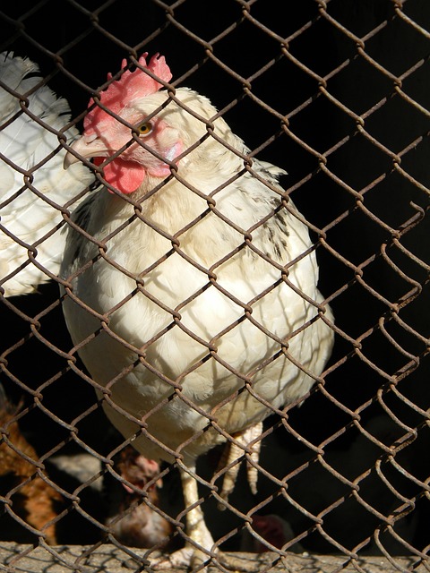 托诺产生了 托诺产生了