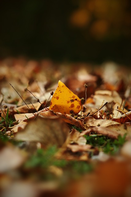 廣州龍獅一 廣州龍獅一