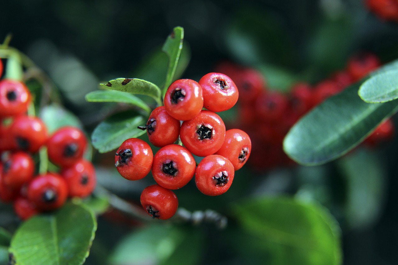 便捷的观赛 便捷的观赛