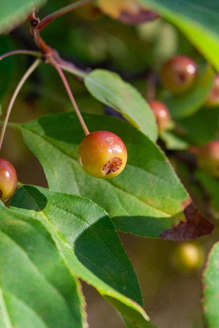 的绝佳机会 的绝佳机会